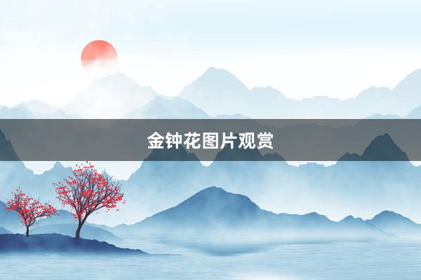 金钟花图片观赏